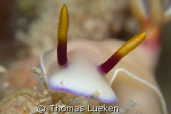 unkown nudi, does anybody know the scientific name; d200 by Thomas Lueken 